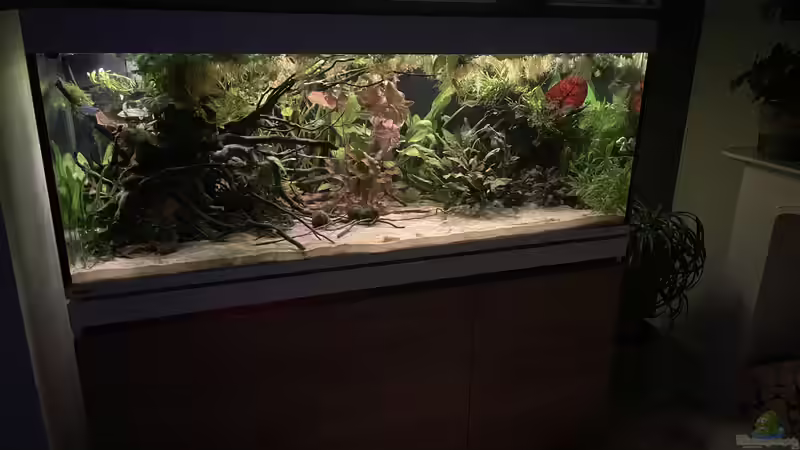 Aquarium Mein Westafrika Traum von Franne (7)