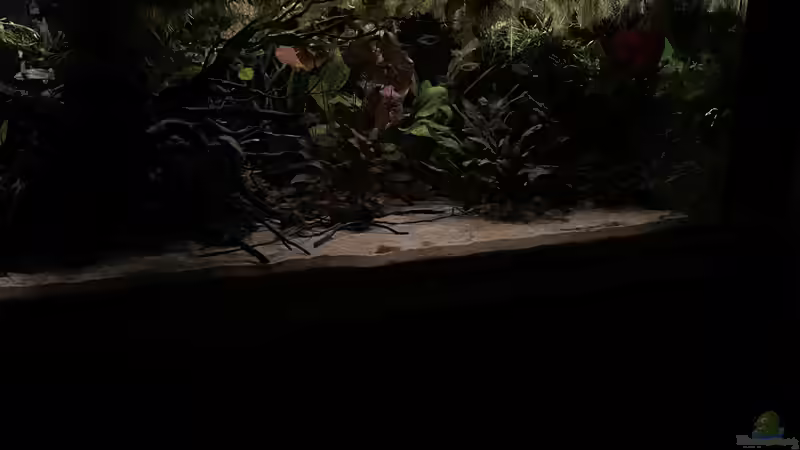 Aquarium Mein Westafrika Traum von Franne (8)