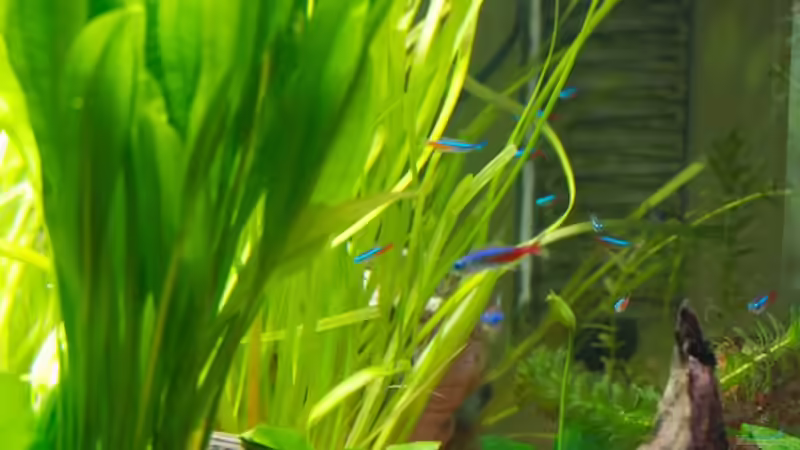 Aquarium Mein zu Hause Aquarium von moestaverne (6)