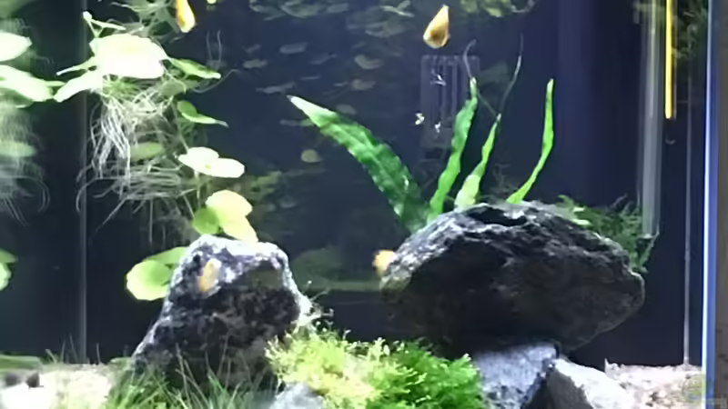 Aquarium Meine Guramis von Ceu-Ceu (2)