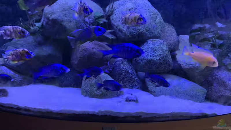 Aquarium Meine Malawi Ecke von Mats Müller (3)