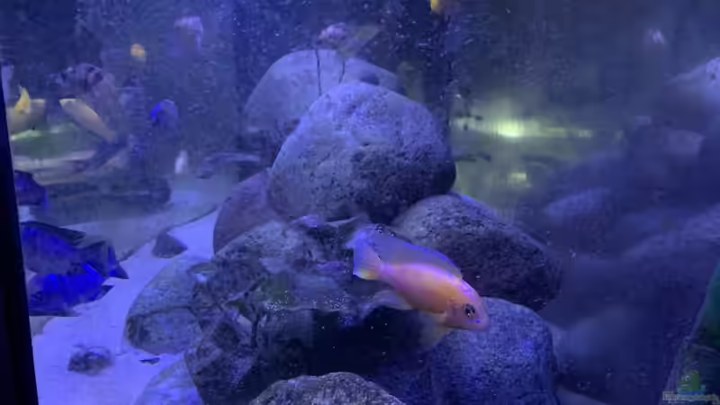 Aquarium Meine Malawi Ecke von Mats Müller (4)