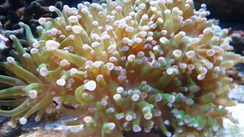 Aquarium meine neuste Sucht! von muchta (10)