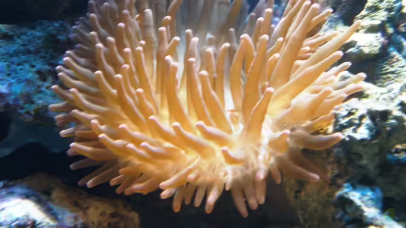 Aquarium meine neuste Sucht! von muchta (11)