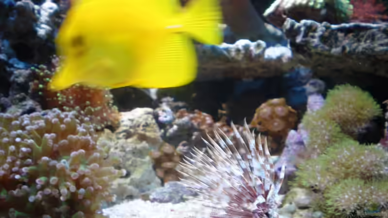 Aquarium meine neuste Sucht! von muchta (12)