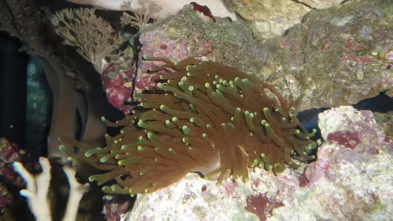 Aquarium meine neuste Sucht! von muchta (13)