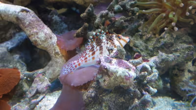 Aquarium meine neuste Sucht! von muchta (8)