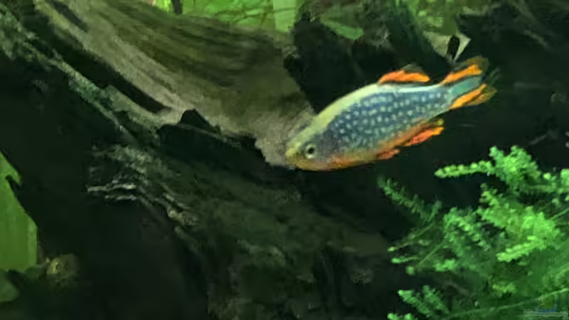 Aquarium Meine Perlhuhnbärblinge von TR (3)