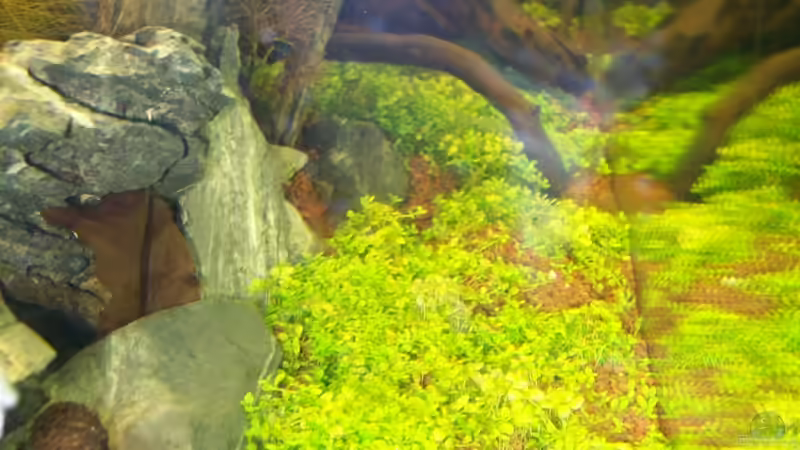 Aquarium Meine Ruhezone von sascha74 (4)