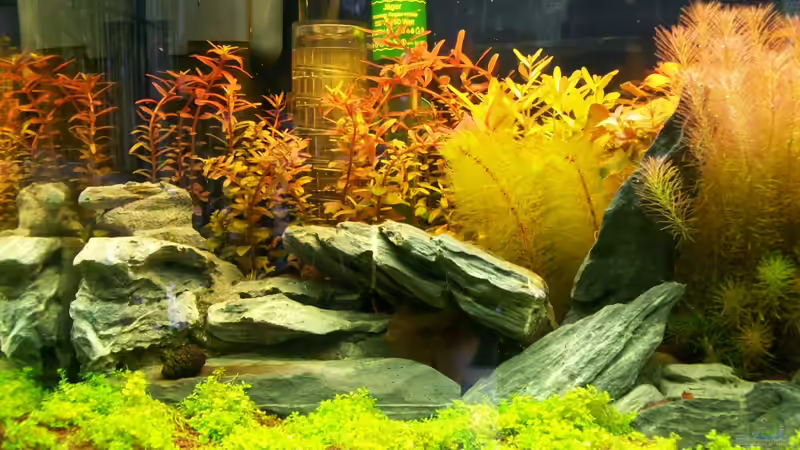 Aquarium Meine Ruhezone von sascha74 (5)