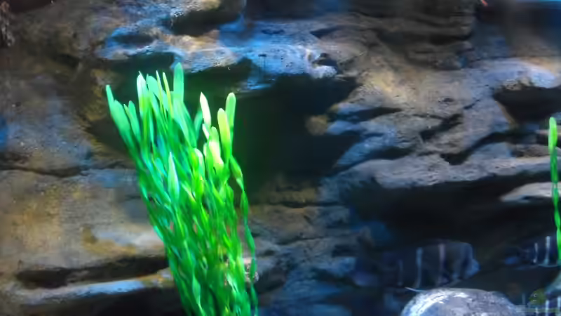 Aquarium Meins von Milchr75 (10)