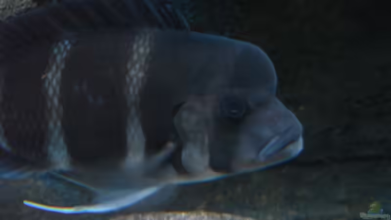 Aquarium Meins von Milchr75 (11)