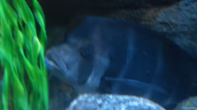 Aquarium Meins von Milchr75 (13)