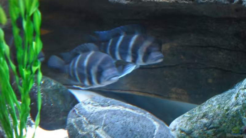 Aquarium Meins von Milchr75 (19)