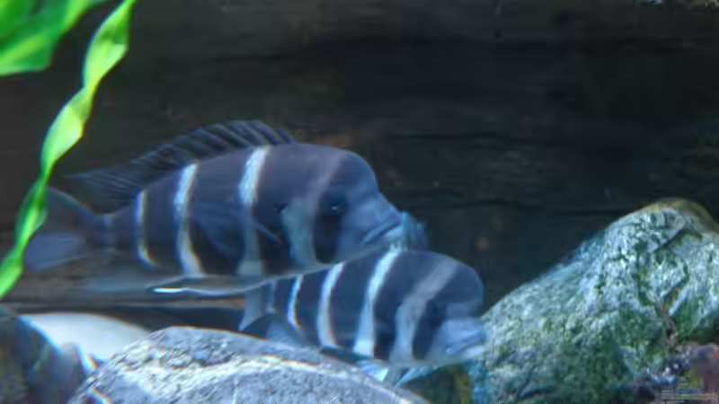 Aquarium Meins von Milchr75 (21)