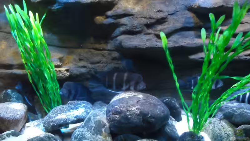 Aquarium Meins von Milchr75 (3)