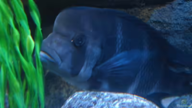 Aquarium Meins von Milchr75 (9)