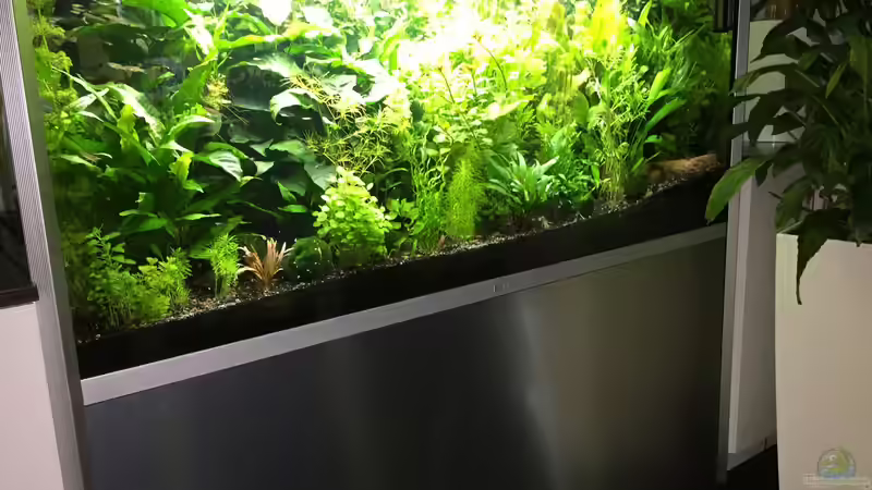 Aquarium Meins von Tomi (3)