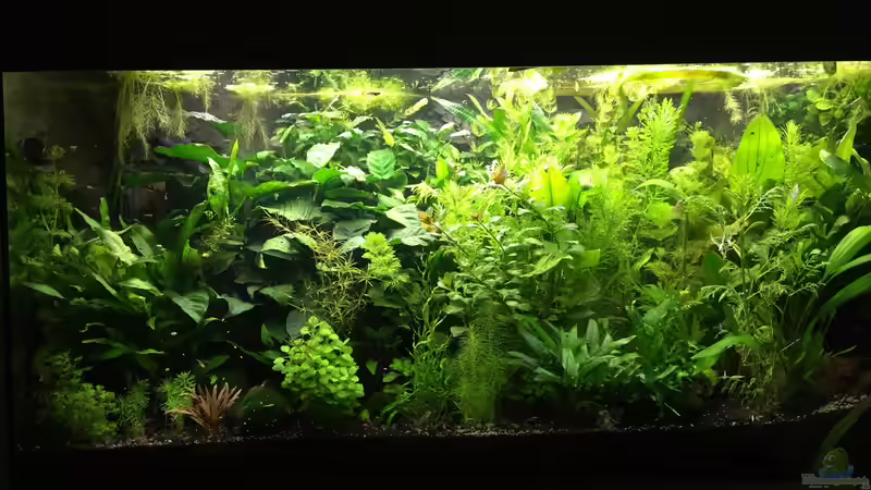Aquarium Meins von Tomi (5)