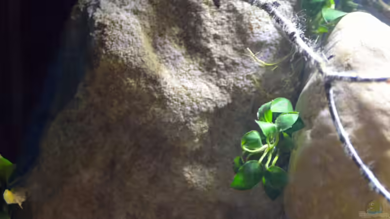 Aquarium Menja River Biotop / Nur noch Beispiel / von Didi (16)