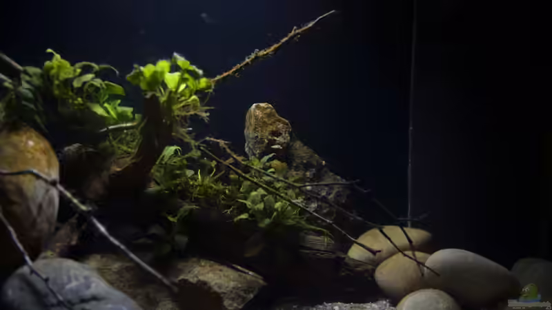 Aquarium Menja River Biotop / Nur noch Beispiel / von Didi (22)