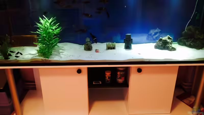 Aquarium Merlins Tanganjika Traum von Arielle (4)