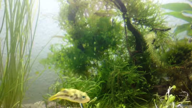 Aquarium Mesokosmos von Akula (2)