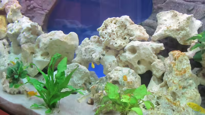 Aquarium Metalhead`s Malawi Pfütze von Metalhead672 (2)