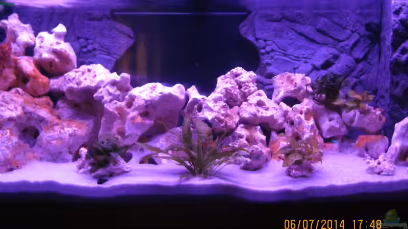 Aquarium Metalhead`s Malawi Pfütze von Metalhead672 (7)