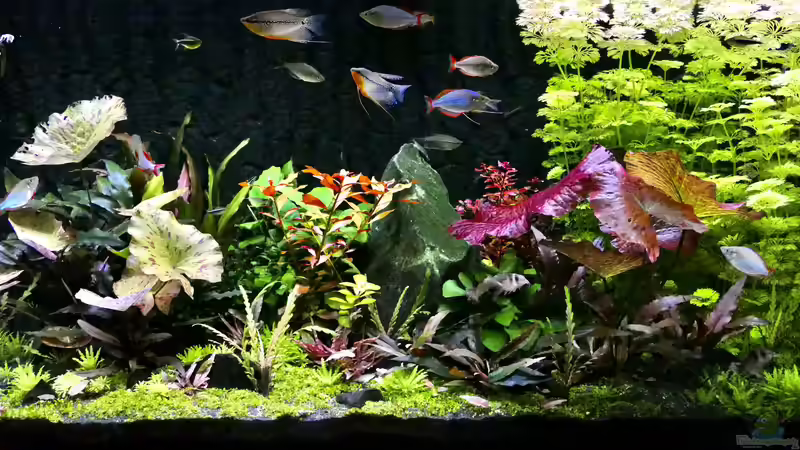 Aquarium Metamorphoses von Thilo (11)