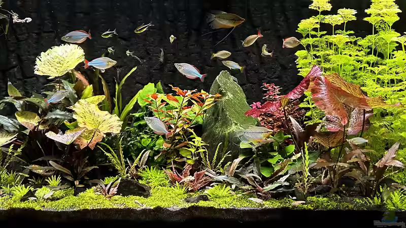 Aquarium Metamorphoses von Thilo (13)