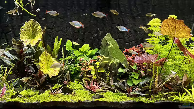 Aquarium Metamorphoses von Thilo (14)