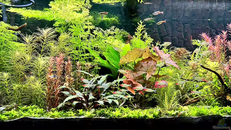 Aquarium Metamorphoses von Thilo (3)