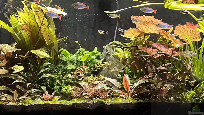 Aquarium Metamorphoses von Thilo (5)