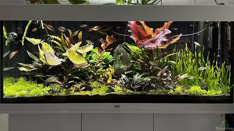 Aquarium Metamorphoses von Thilo (8)