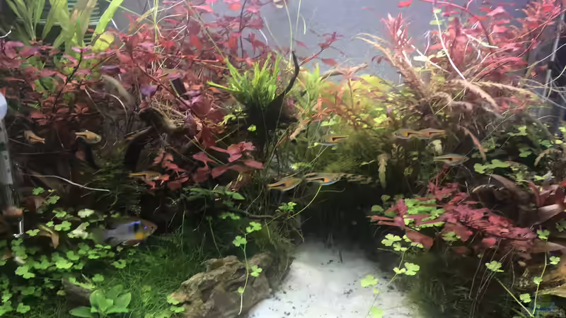 Aquarium Mia's erstes Aquarium von Maguma (14)