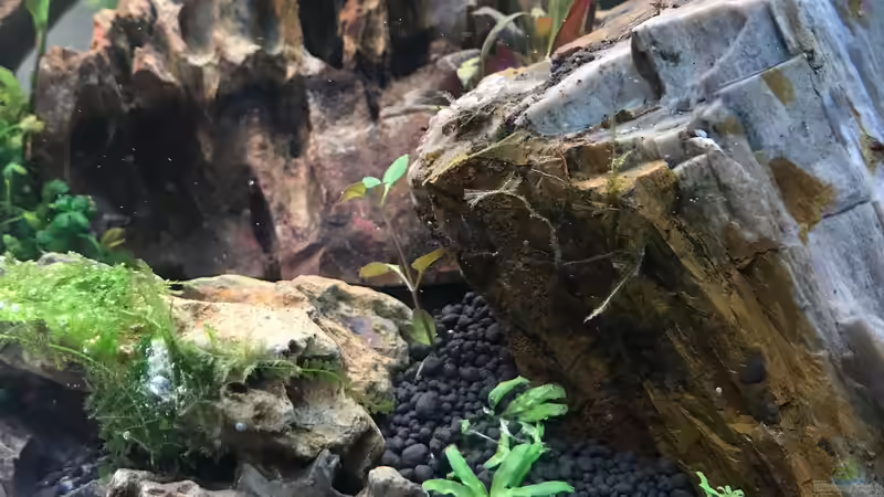 Aquarium Mia's erstes Aquarium von Maguma (2)