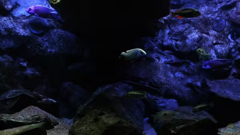 Aquarium Michel´s Waterworld von Michael Reiz (12)