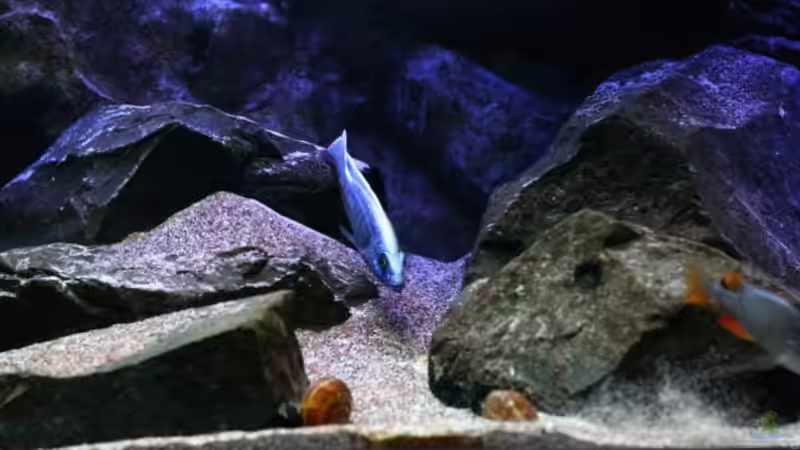 Aquarium Michel´s Waterworld von Michael Reiz (13)