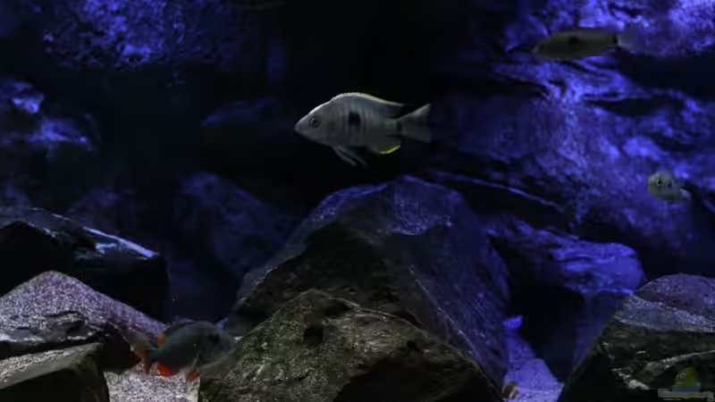 Aquarium Michel´s Waterworld von Michael Reiz (15)