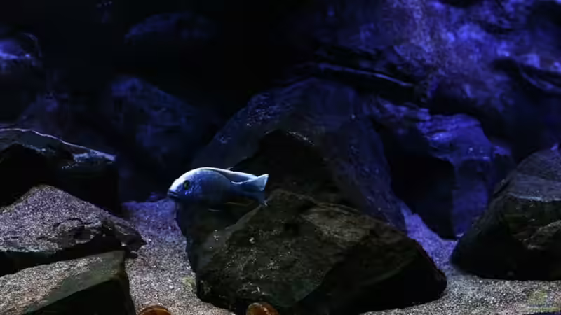 Aquarium Michel´s Waterworld von Michael Reiz (16)