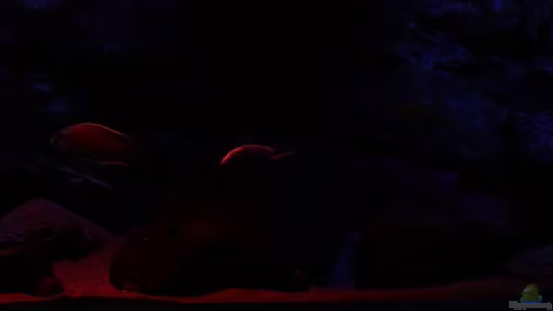 Aquarium Michel´s Waterworld von Michael Reiz (20)