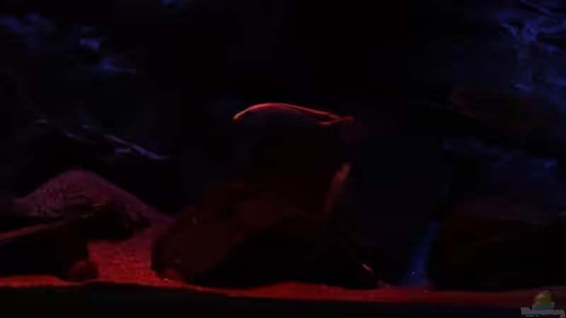 Aquarium Michel´s Waterworld von Michael Reiz (21)