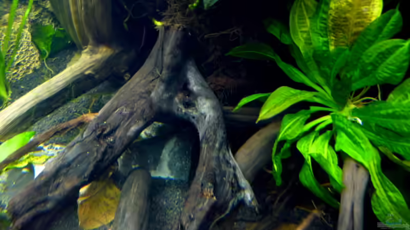 Aquarium Micro-Dschungel von Steffen S. (7)