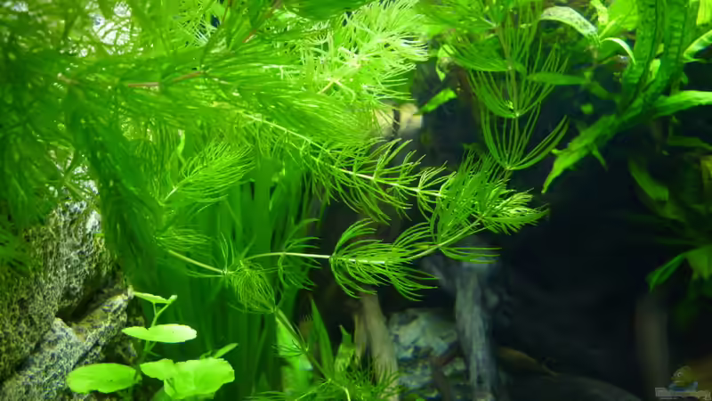 Aquarium Micro-Dschungel von Steffen S. (9)