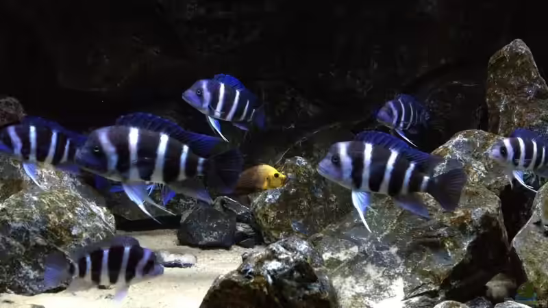 Aquarium mid side von Björn (Slavi) (4)