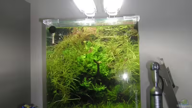 Aquarium Mikrokosmos 1.0 von Akula (2)