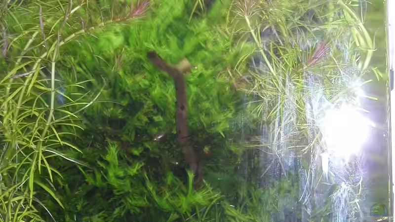 Aquarium Mikrokosmos 1.0 von Akula (3)