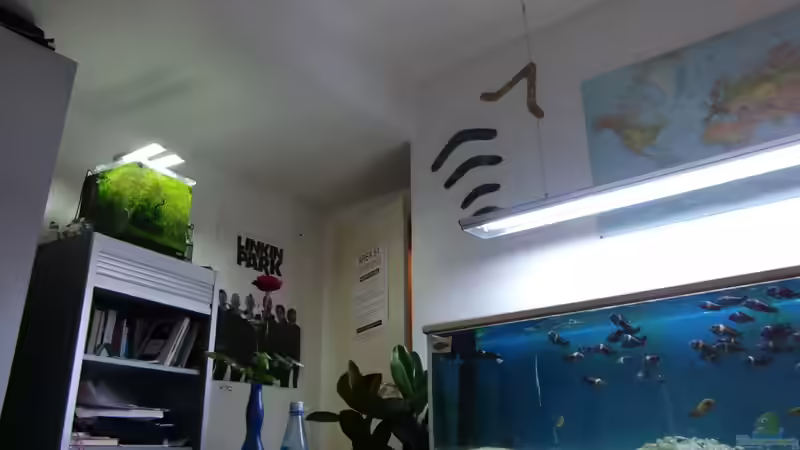 Aquarium Mikrokosmos 1.0 von Akula (5)