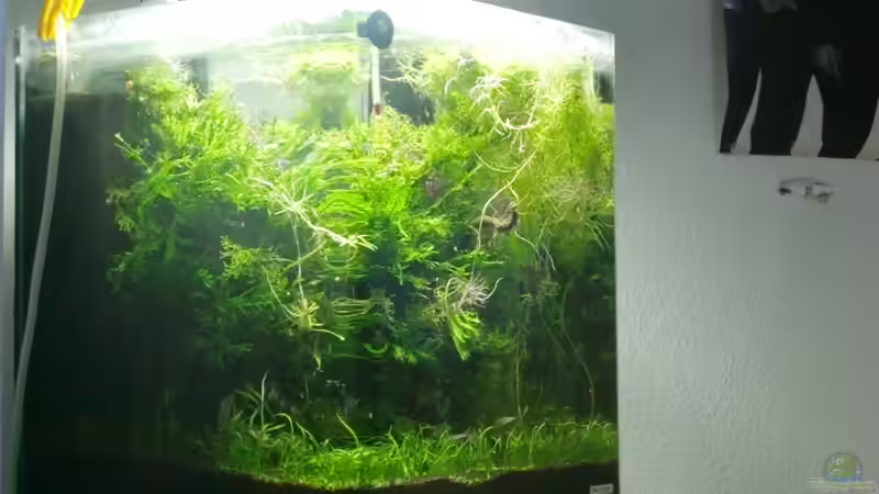 Aquarium Mikrokosmos 1.0 von Akula (7)